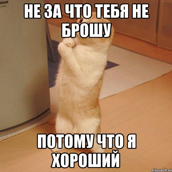 не за что тебя не брошу потому что я хороший, Мем  котэ молится