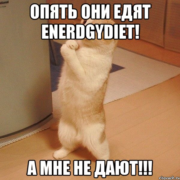 Опять они едят EnerdgyDiet! А МНЕ НЕ ДАЮТ!!!, Мем  котэ молится