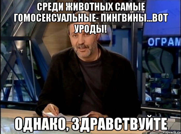 среди животных самые гомосексуальные- пингвины...вот уроды! однако, здравствуйте, Мем Однако Здравствуйте