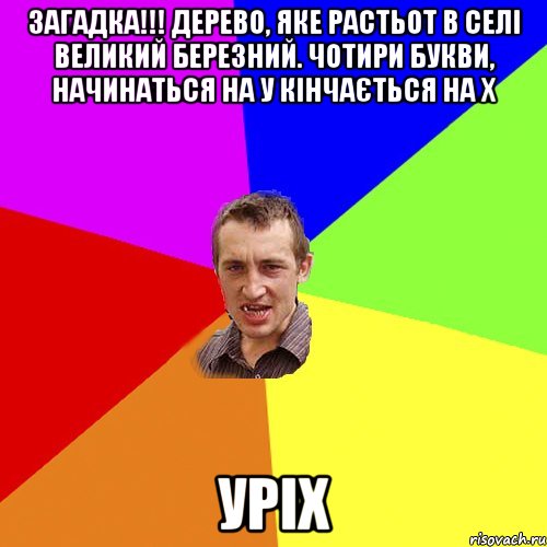 Загадка!!! Дерево, яке растьот в селі Великий Березний. Чотири букви, начинаться на У кінчається на Х УРІХ, Мем Чоткий паца