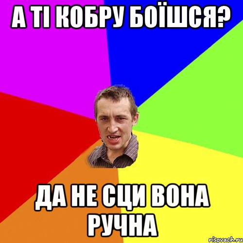 а ті кобру боїшся? да не сци вона ручна, Мем Чоткий паца