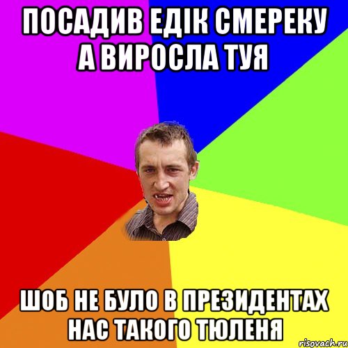 посадив едік смереку а виросла туя шоб не було в президентах нас такого тюленя, Мем Чоткий паца