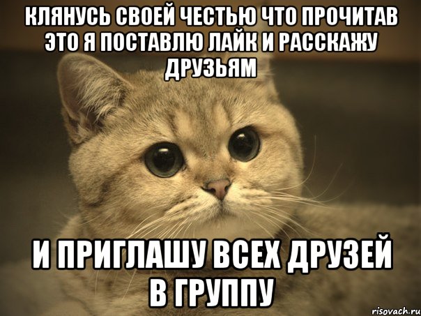 Клянусь своей честью что прочитав это я поставлю лайк и расскажу друзьям и приглашу всех друзей в группу, Мем Пидрила ебаная котик