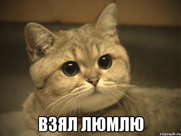  взял люмлю, Мем Пидрила ебаная котик