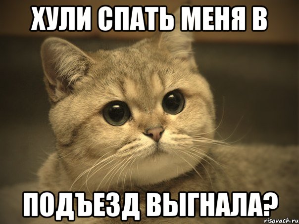 Хули спать меня в подъезд выгнала?, Мем Пидрила ебаная котик