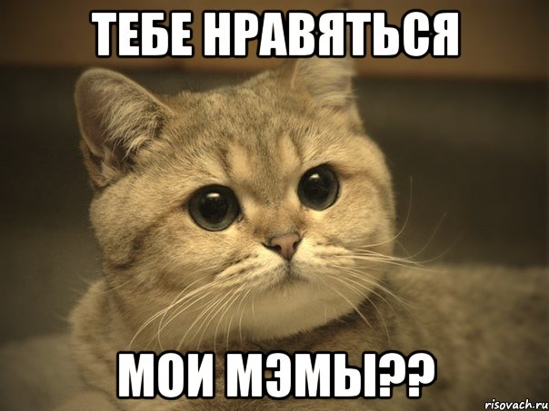 тебе нравяться мои мэмы??, Мем Пидрила ебаная котик