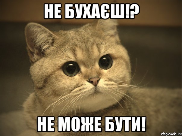 Не бухаєш!? Не може бути!, Мем Пидрила ебаная котик