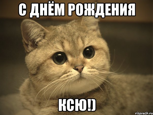 с Днём Рождения Ксю!), Мем Пидрила ебаная котик