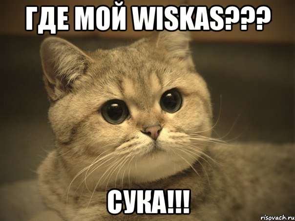 где мой Wiskas??? Сука!!!, Мем Пидрила ебаная котик