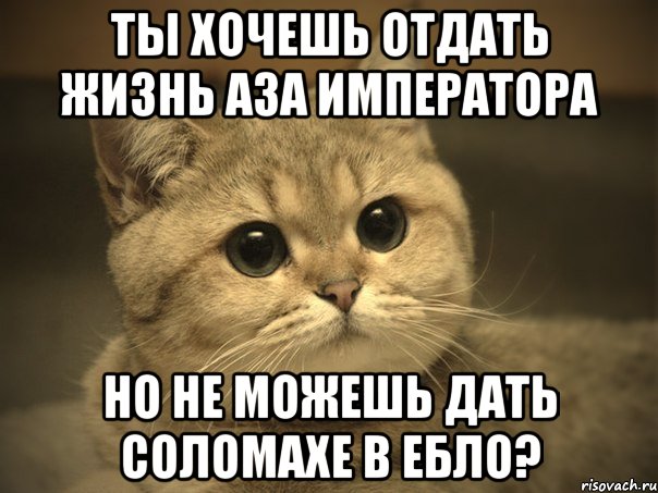 ты хочешь отдать жизнь аза императора но не можешь дать соломахе в ебло?, Мем Пидрила ебаная котик