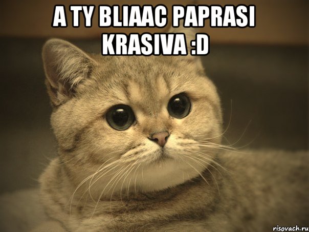 a ty bliaac paprasi krasiva :D , Мем Пидрила ебаная котик