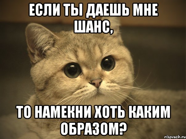 Если ты даешь мне шанс, то намекни хоть каким образом?, Мем Пидрила ебаная котик