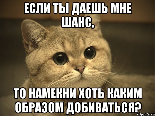 Если ты даешь мне шанс, то намекни хоть каким образом добиваться?, Мем Пидрила ебаная котик