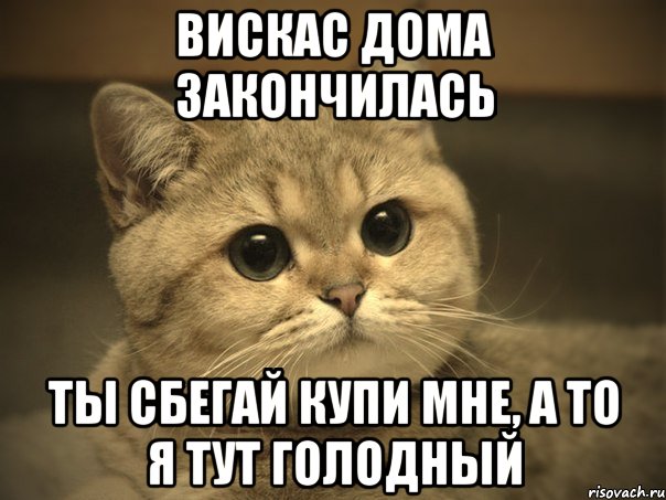 вискас дома закончилась ты сбегай купи мне, а то я тут голодный, Мем Пидрила ебаная котик