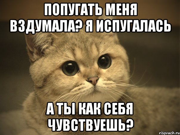 попугать меня вздумала? я испугалась а ты как себя чувствуешь?, Мем Пидрила ебаная котик