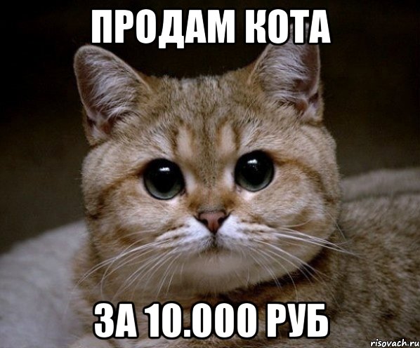 ПРОДАМ КОТА ЗА 10.000 РУБ, Мем Пидрила Ебаная