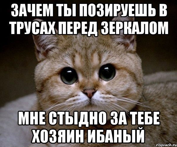 Зачем ты позируешь в трусах перед зеркалом Мне стыдно за тебе хозяин ибаный, Мем Пидрила Ебаная