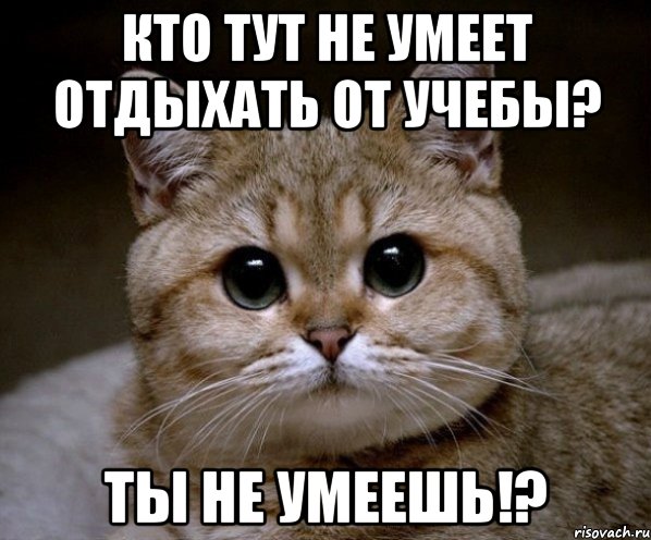 Кто тут не умеет отдыхать от учебы? Ты не умеешь!?, Мем Пидрила Ебаная