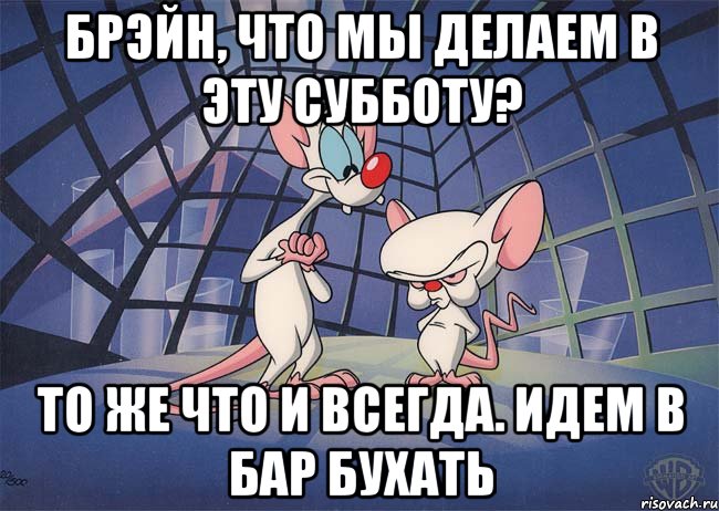 Брэйн, что мы делаем в эту субботу? То же что и всегда. Идем в бар бухать, Мем ПИНКИ И БРЕЙН