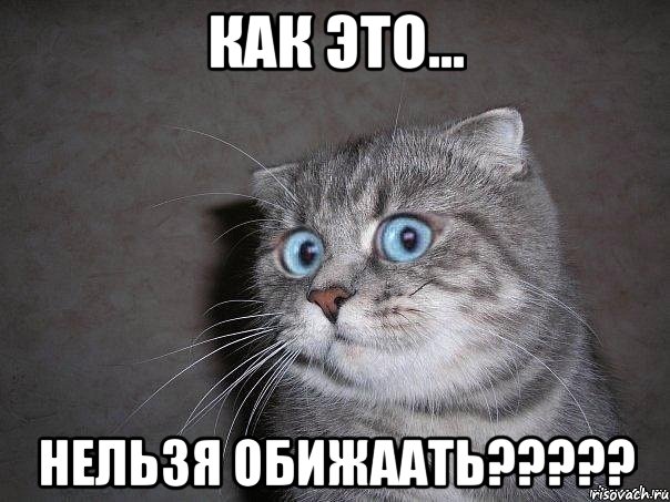 Как это... нельзя обижаать?????, Мем  удивлённый кот