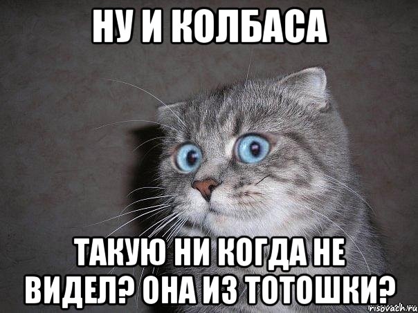 Ну и колбаса Такую ни когда не видел? Она из Тотошки?, Мем  удивлённый кот