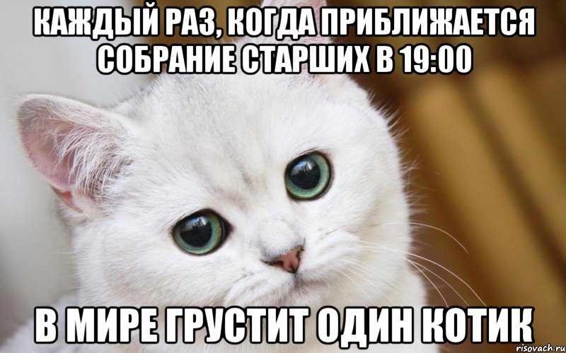 Каждый раз, когда приближается собрание старших в 19:00 В мире грустит один котик