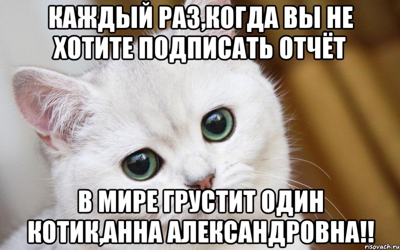 Каждый раз,когда вы не хотите подписать отчёт в мире грустит один котик,Анна Александровна!!, Мем  В мире грустит один котик