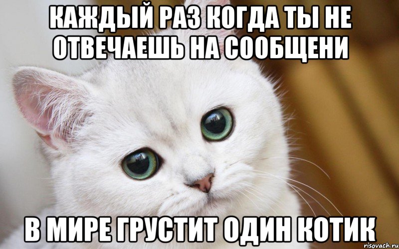 каждый раз когда ты не отвечаешь на сообщени в мире грустит один котик, Мем  В мире грустит один котик