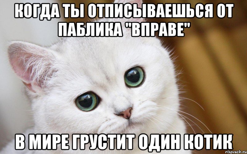 когда ты отписываешься от паблика "ВПРАВЕ" в мире грустит один котик, Мем  В мире грустит один котик