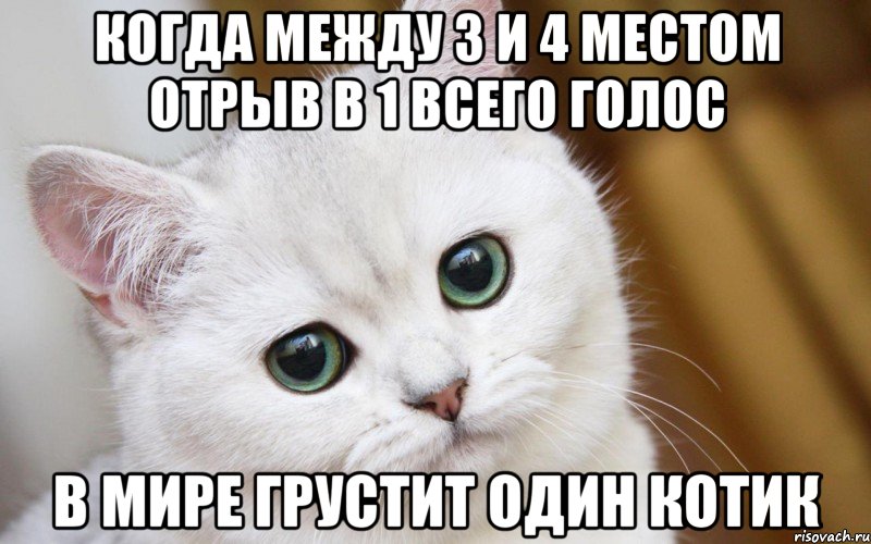 Когда между 3 и 4 местом отрыв в 1 всего голос в мире грустит один котик, Мем  В мире грустит один котик