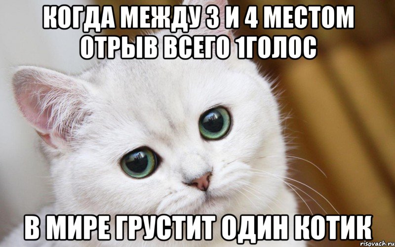 Когда между 3 и 4 местом отрыв всего 1голос в мире грустит один котик, Мем  В мире грустит один котик