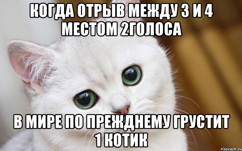 Когда отрыв между 3 и 4 местом 2голоса в мире по прежднему грустит 1 котик, Мем  В мире грустит один котик