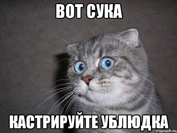 вот сука кастрируйте ублюдка, Мем  удивлённый кот