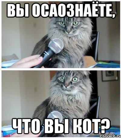 Вы осаознаёте, что вы кот?, Комикс  кот с микрофоном