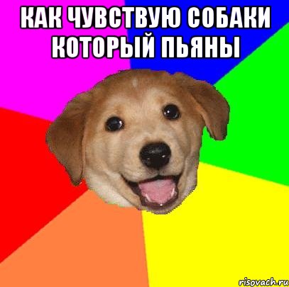 Как чувствую собаки который пьяны , Мем Advice Dog