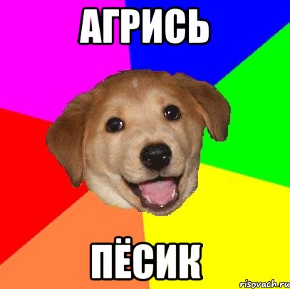 АГРИСЬ ПЁСИК, Мем Advice Dog