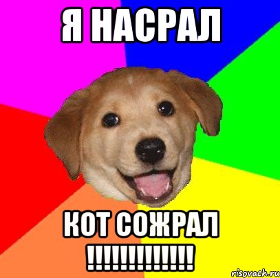 Я насрал кот сожрал !!!!!!!!!!!!!, Мем Advice Dog