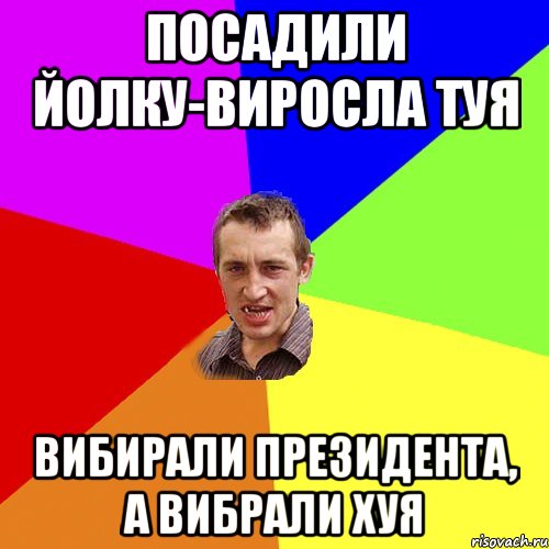 посадили йолку-виросла туя вибирали президента, а вибрали хуя, Мем Чоткий паца