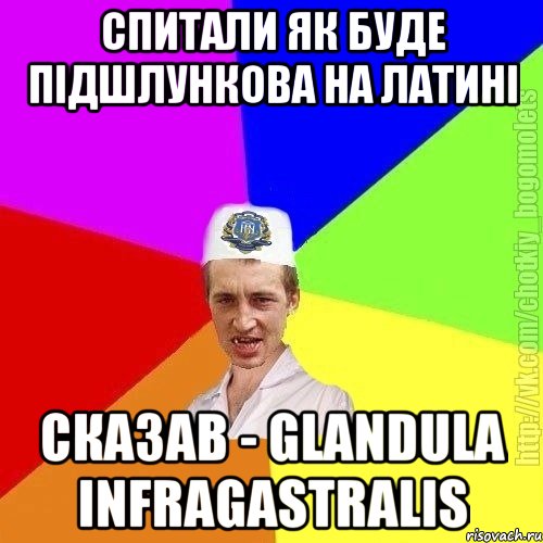 Спитали як буде підшлункова на латині Сказав - glandula infragastralis