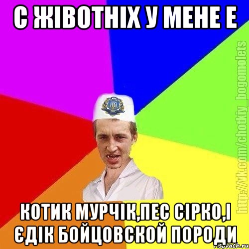 с жівотніх у мене е Котик мурчік,пес сірко,і Єдік бойцовской породи