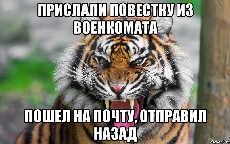 прислали повестку из военкомата пошел на почту, отправил назад, Мем ДЕРЗКИЙ ТИГР