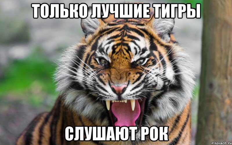 Только лучшие тигры Слушают рок, Мем ДЕРЗКИЙ ТИГР