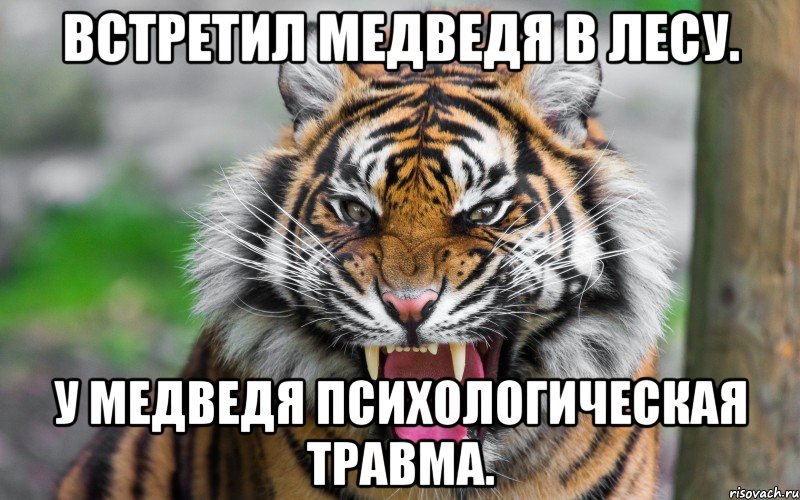 Встретил медведя в лесу. У медведя психологическая травма., Мем ДЕРЗКИЙ ТИГР