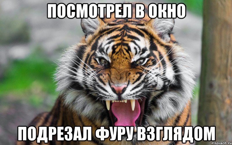 посмотрел в окно подрезал фуру взглядом