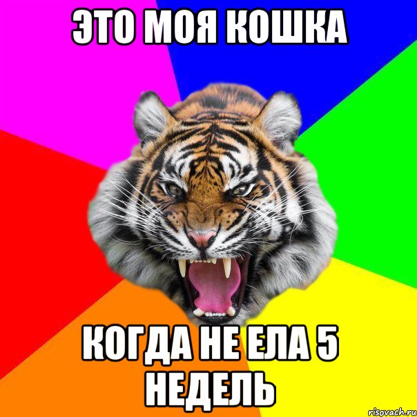 это моя кошка когда не ела 5 недель