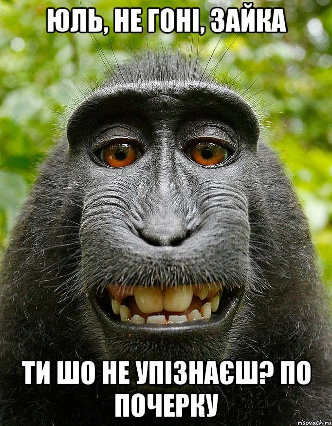 Юль, не гоні, зайка ти шо не упізнаєш? по почерку, Мем  Довольная обезьяна