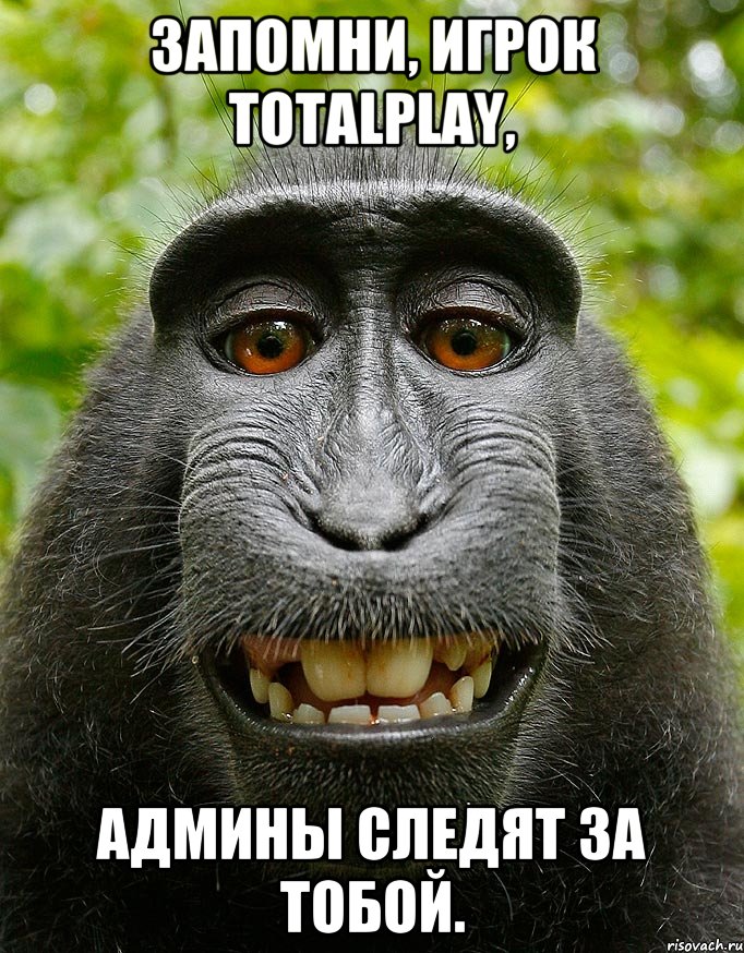 Запомни, игрок TotalPlay, админы следят за Тобой., Мем  Довольная обезьяна