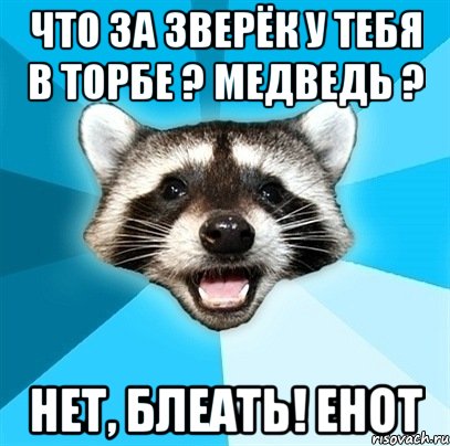 Что за зверёк у тебя в торбе ? Медведь ? нет, блеать! Енот, Мем Енот-Каламбурист