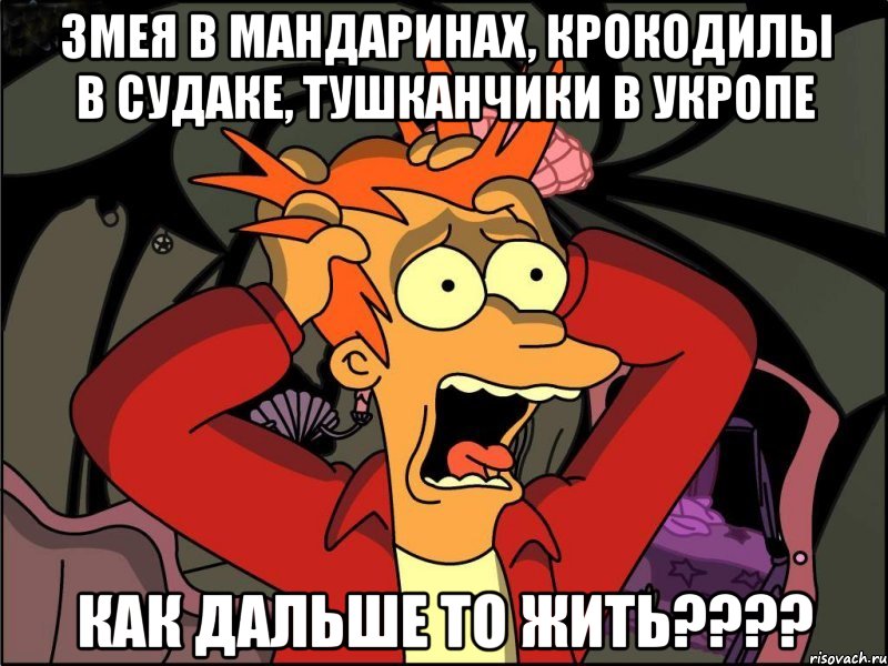 ЗМЕЯ В МАНДАРИНАХ, КРОКОДИЛЫ В СУДАКЕ, ТУШКАНЧИКИ В УКРОПЕ КАК ДАЛЬШЕ ТО ЖИТЬ????, Мем Фрай в панике