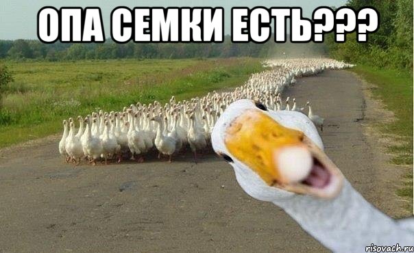 Опа семки есть??? , Мем гуси